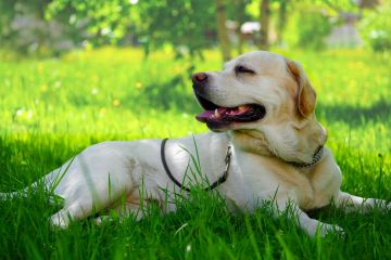 Vet shares warning for dog owners to keep them safe during the hot weather