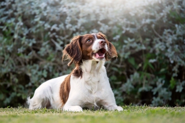 Urgent vet warning over most dangerous place in your home for your dog