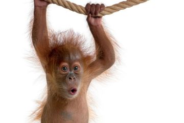 Orangutans give key clues to the evolution of speech with odd sound skill 