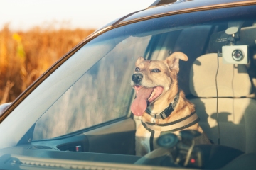 What the law says on having your dog in the front seat of car while driving