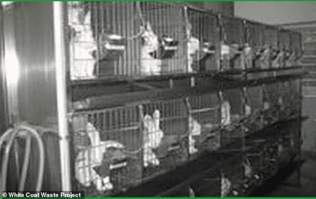 The White Coat Waste Project found white rabbits housed in cages at the Wuhan Animal Lab