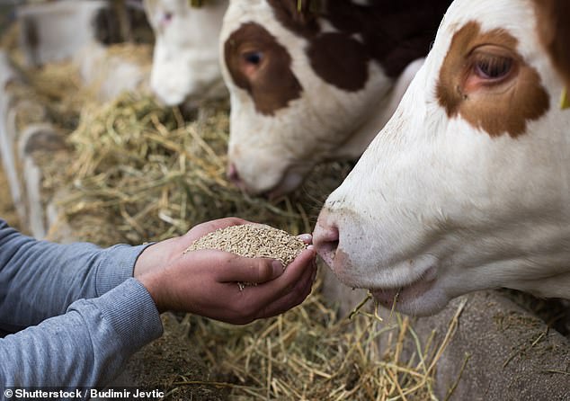 Animal feed: Carr's Group supplies feed blocks, minerals and boluses for use by livestock