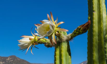 A flowering cactus photographed against a blue sky