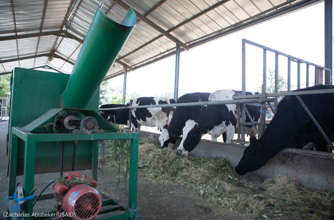 Chopping machine on floor of barn next to row of cows eating chopped alfalfa (Zacharias Abubeker/USAID)