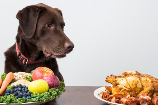 Dog with vegan and meat food