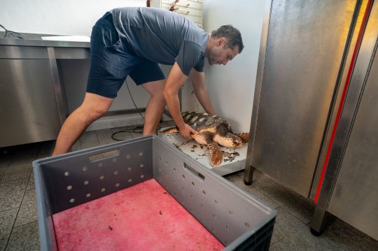 Sea Life animal care curator Todd German weighs Iona before her release