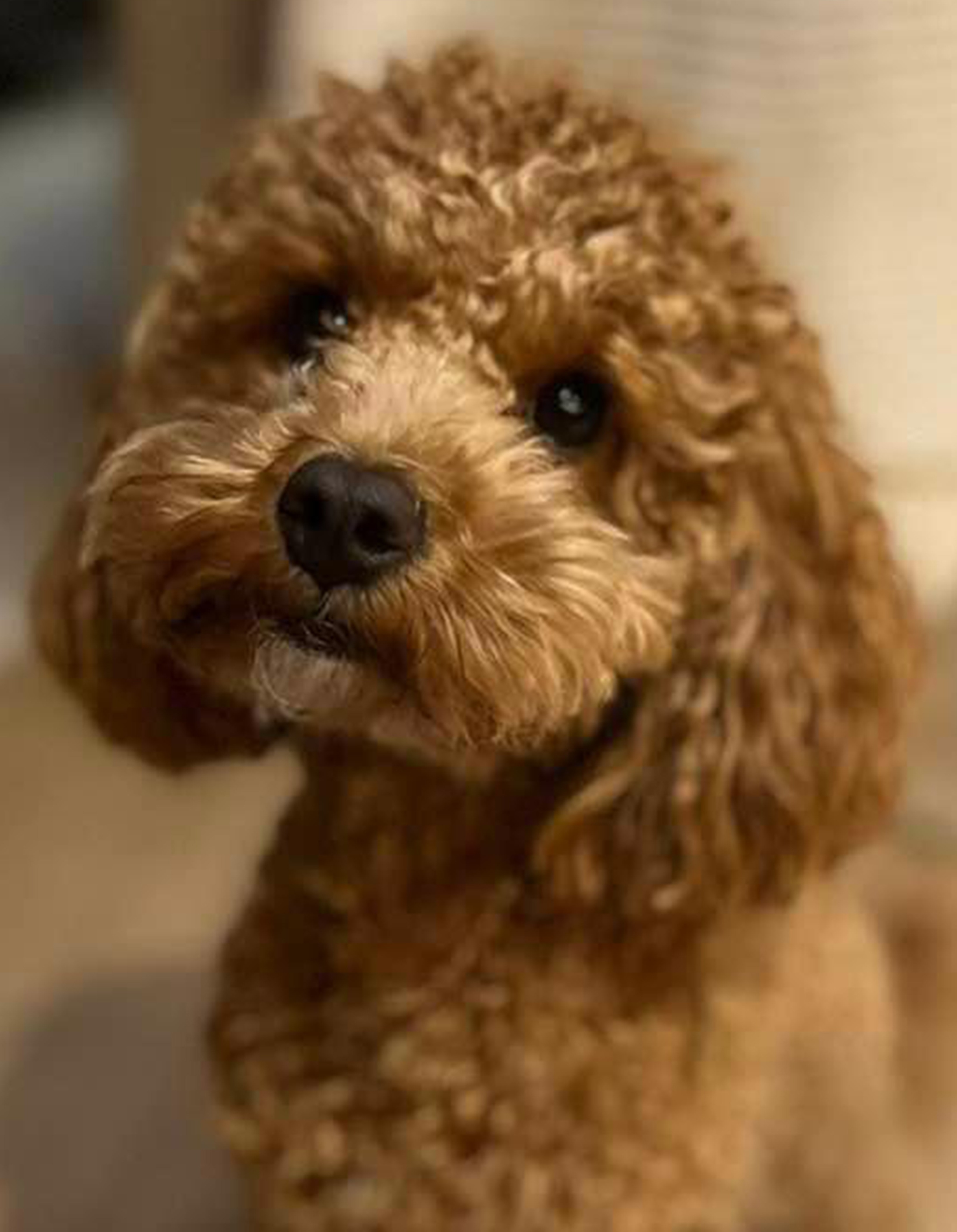 Our star of the week is Callie the poodle who is taking a brave step to help cancer sufferers