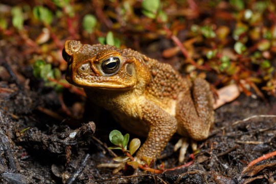 The Australian cane toad