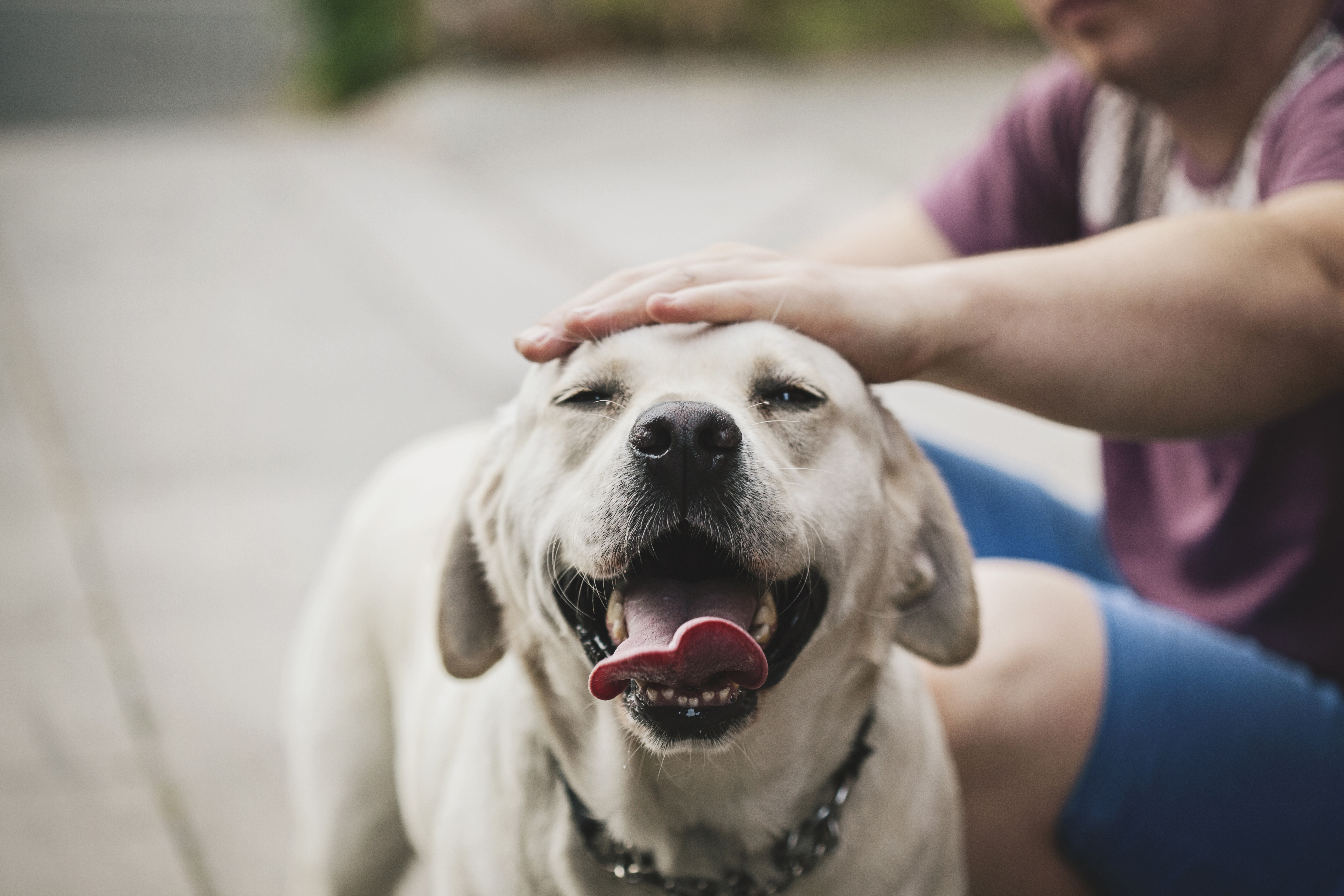 Shaun attempts to answer the mystery of whether dogs can tell the time