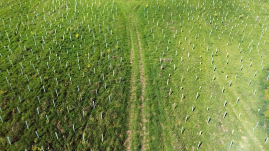 Newly-planted forests can reduce biodiversity