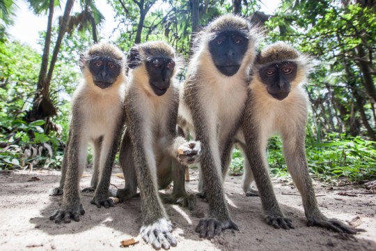 Contact with non-human primates can spread Ebola virus