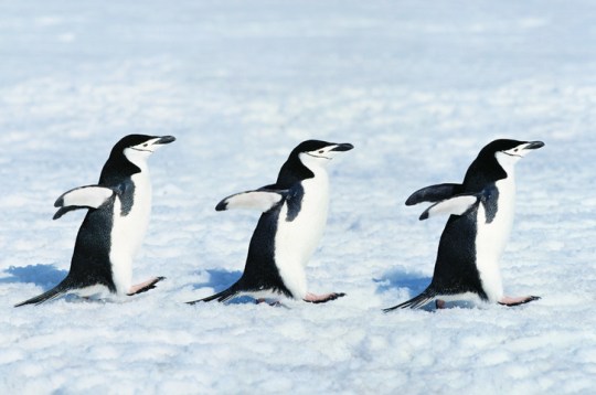 Chinstrap penguins live on Antarctica and islands off the continent 