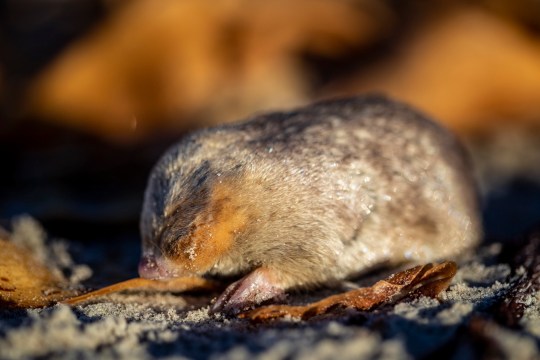 Nov 29: Golden mole found after 80 years!