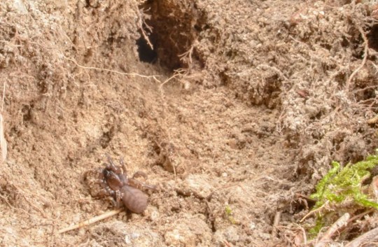 Proving it was the Fagilde's trapdoor spider was tricky