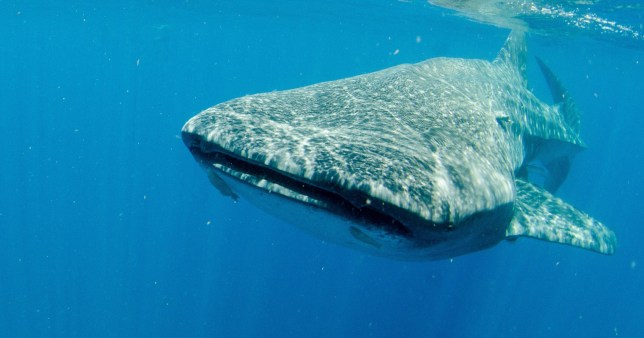 The megamouth shark is a creature that is currently in trouble; Shutterstock ID 2394990485; purchase_order: -; job: -; client: -; other: -