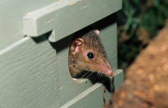 A dusky antechinus 