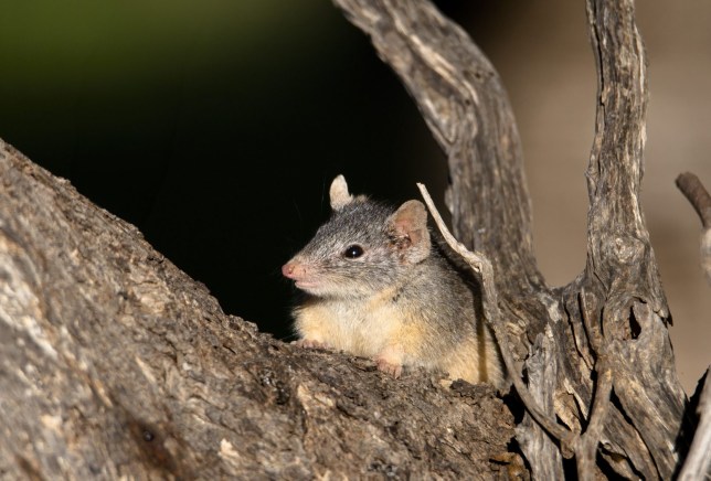 A yellow-footed antechinus