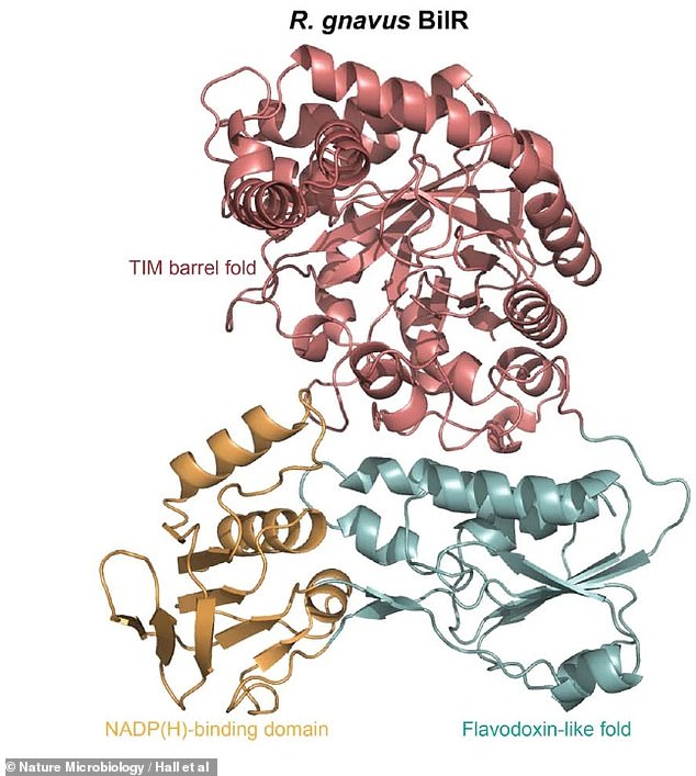 Bilirubin reductase (BilR) is an enzyme produced by at least three different bacteria that naturally live in our gut. The newly discovered enzyme is a crucial part of the chain of events that make our urine yellow. This particular type of BilR is produced by the bacteria species Ruminococcus gnavus