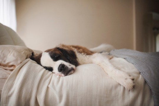 Saint Bernard lying on bed at home