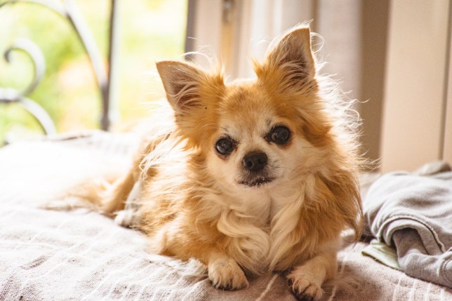 Portrait of Chihuahua dog at home in Milan, Italy