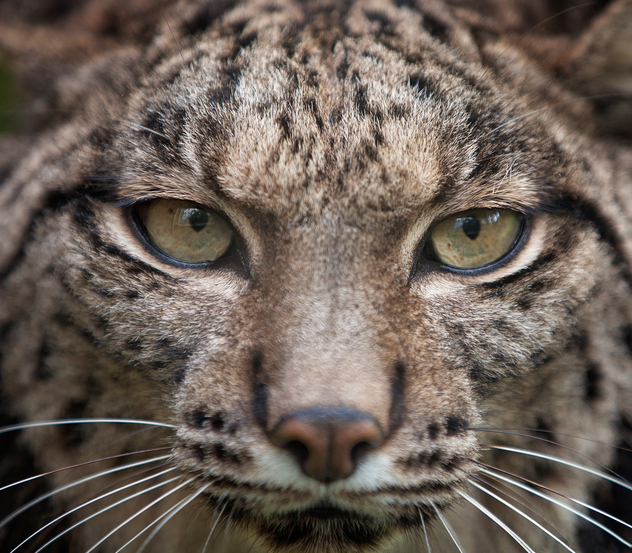 Iberian lynx 