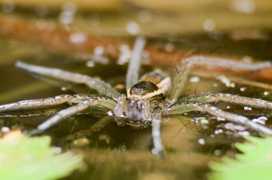 Water spider walking on water