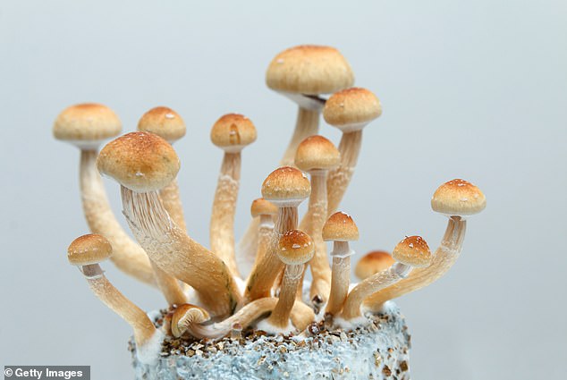 The active ingredient in mushrooms that cause hallucinations — psilocybin — has now been proven to rewire your brain, improving connections and getting rid of depression