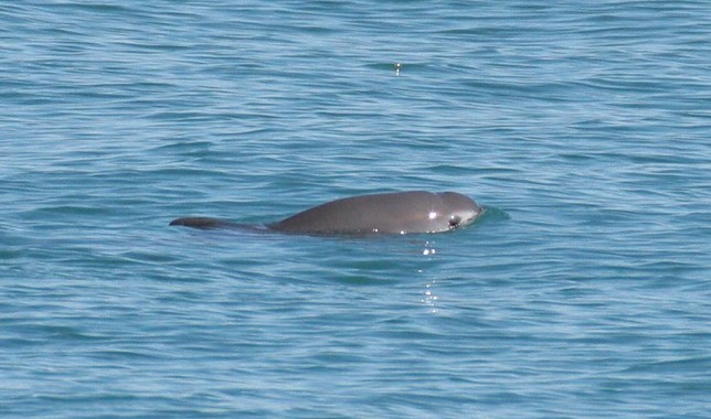 June 13: Vaquitas almost extinct