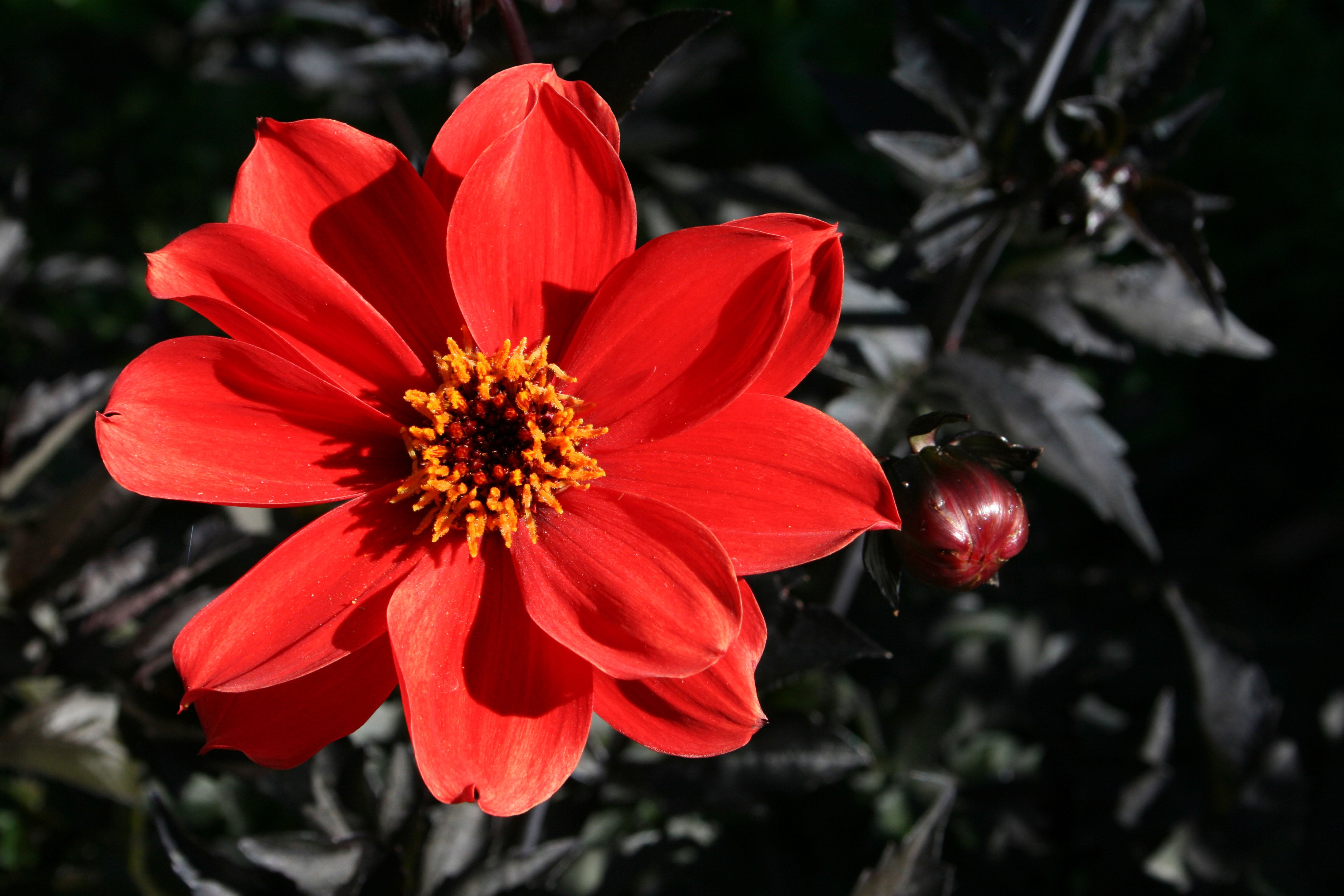 Dahlia ‘Bishop Of Llandaff’ (Alamy/PA)