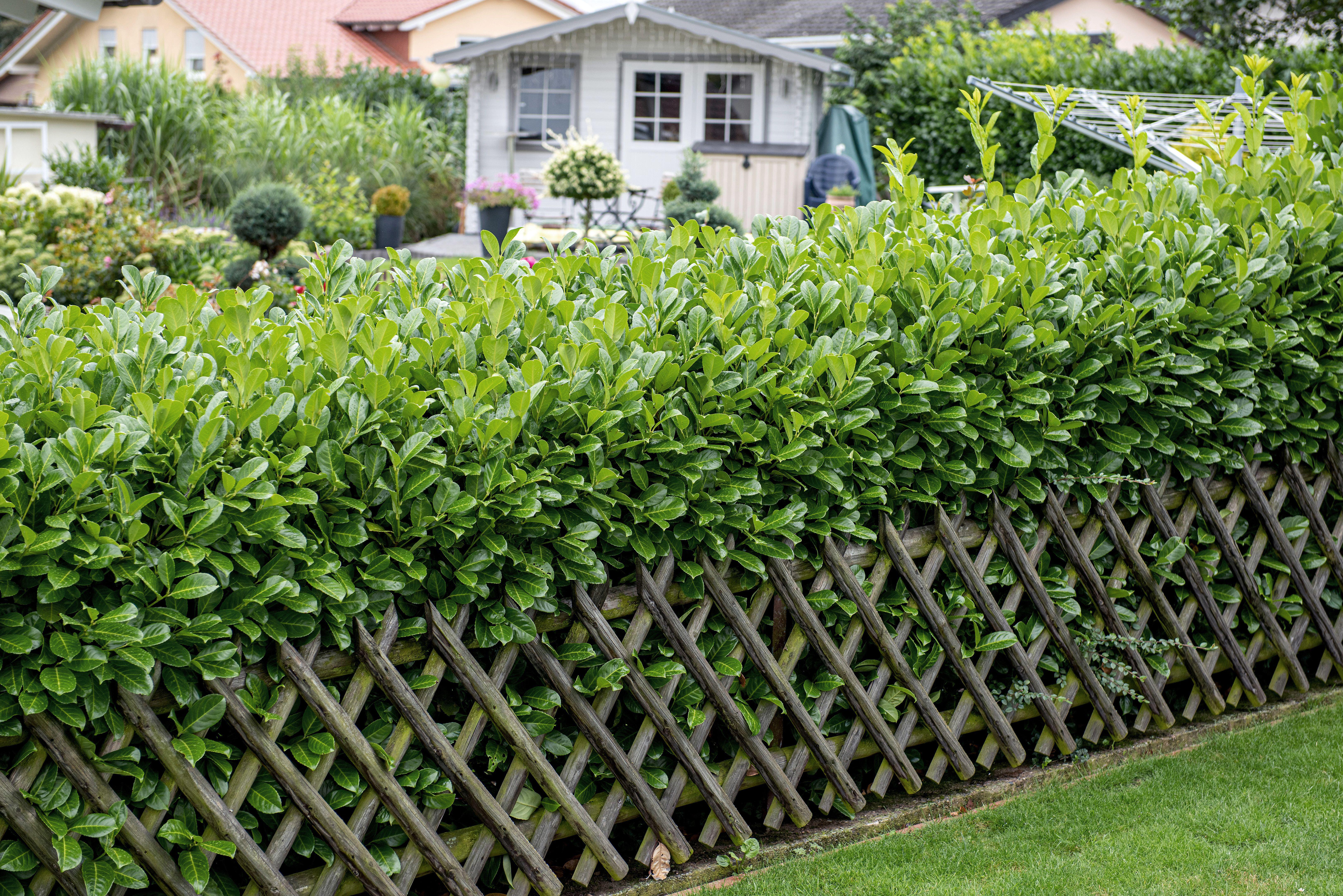 Laurel garden hedges make good screening