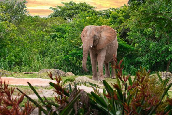 Asian elephant