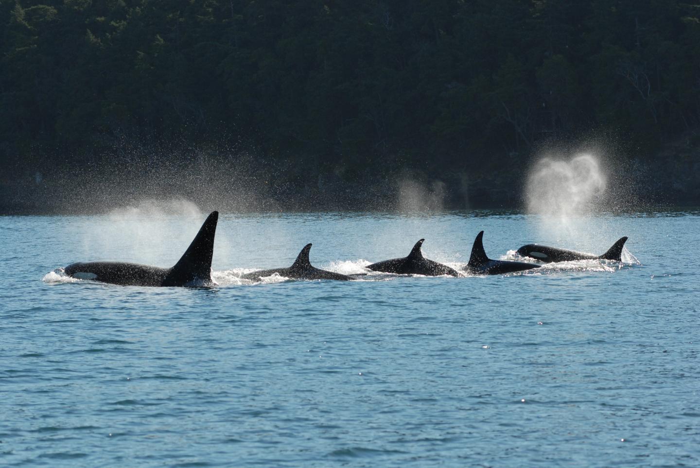 A killer whale pod swims in tight configuration