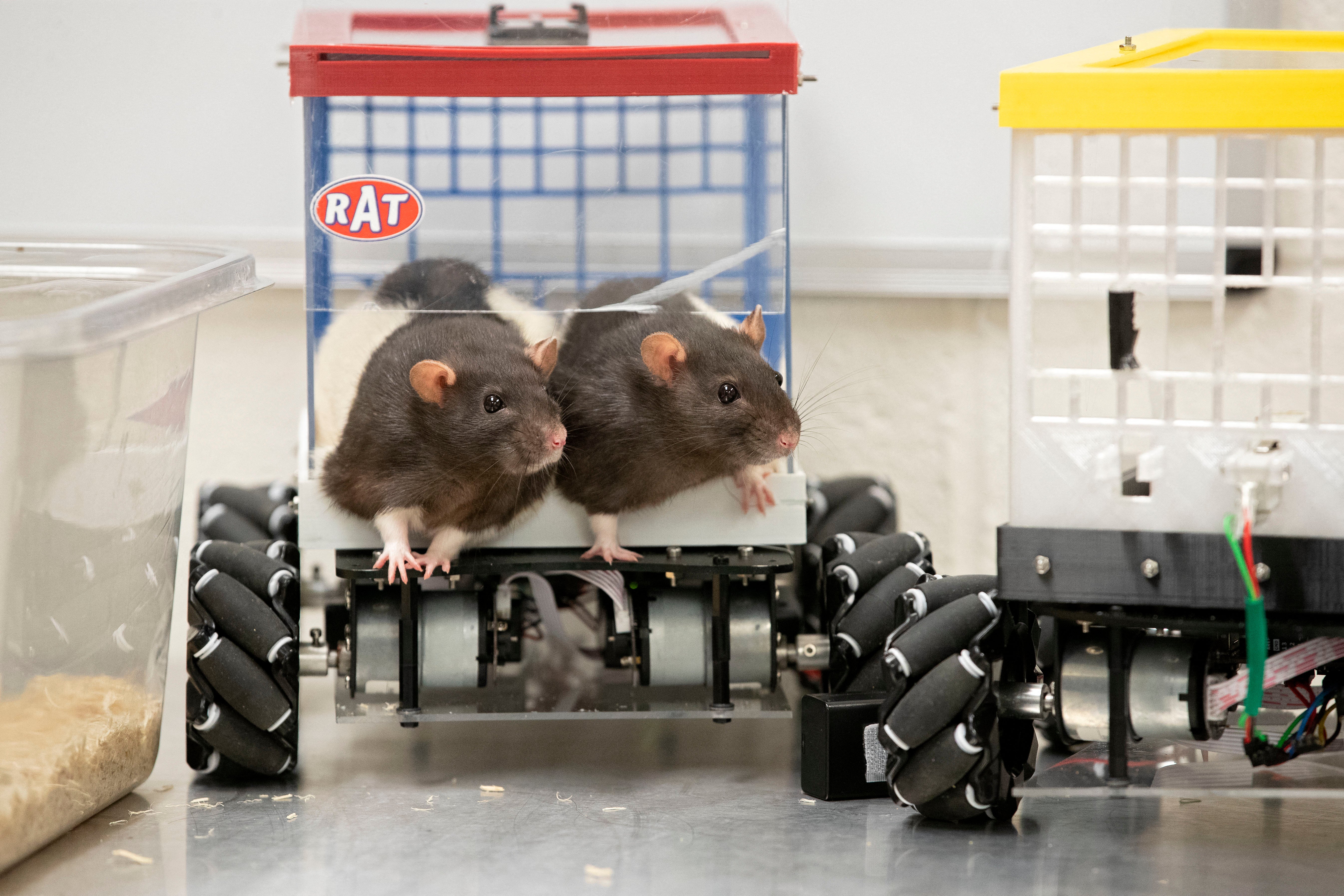 ‘We found that the rats had an intense motivation for their driving training, often jumping into the car and revving the “lever engine” before their vehicle hit the road'