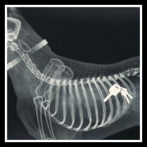røntgen og scanning