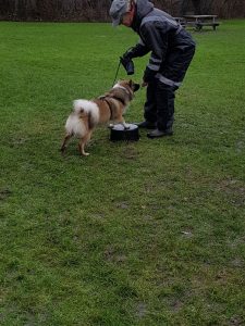 Hundeskole københavn, byhunden, byhunden.dk hundeskole, hundeskole amager