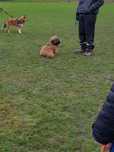 Hundeskole københavn, byhunden, byhunden.dk hundeskole, hundeskole amager