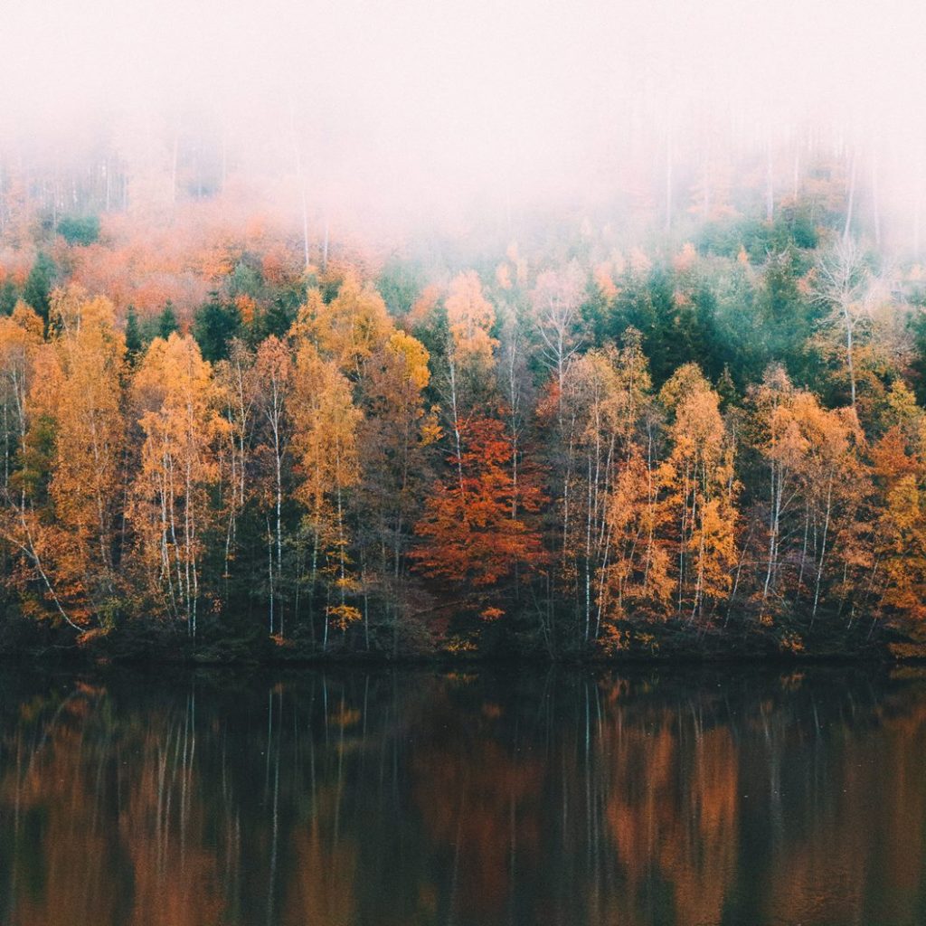 Naturterapi mindfulness skovsø efterår
