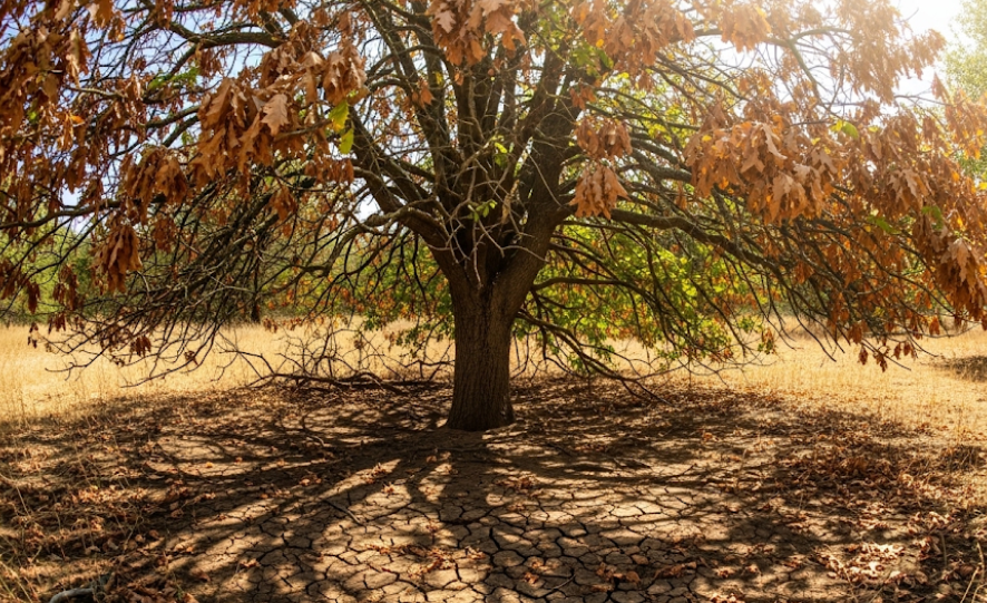 Tree showing signs of heat stress with dry soil and drooping leaves in hot, humid weather.