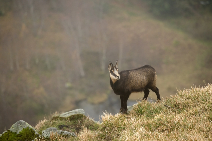 Berggeit, Vogezen, F