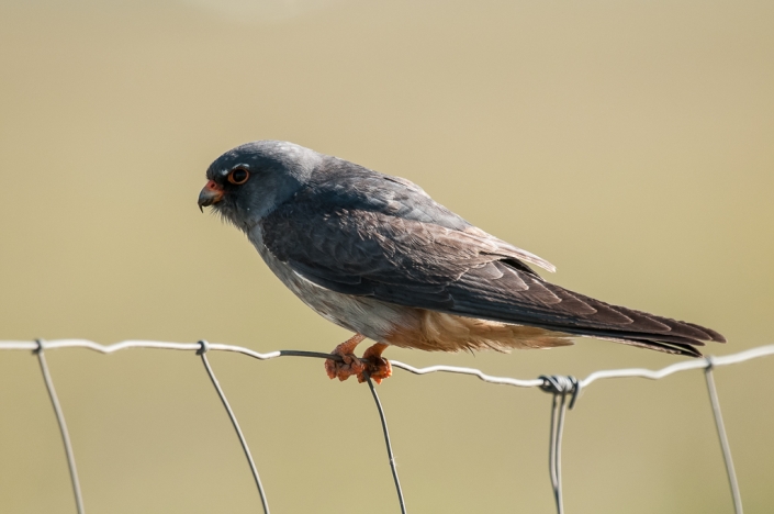 Roodpootvalk / Falco vespertinus