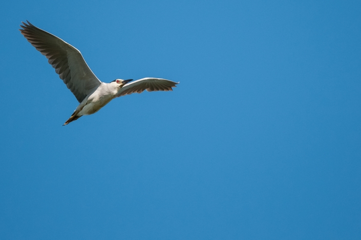 Kwak / Nycticorax nycticorax