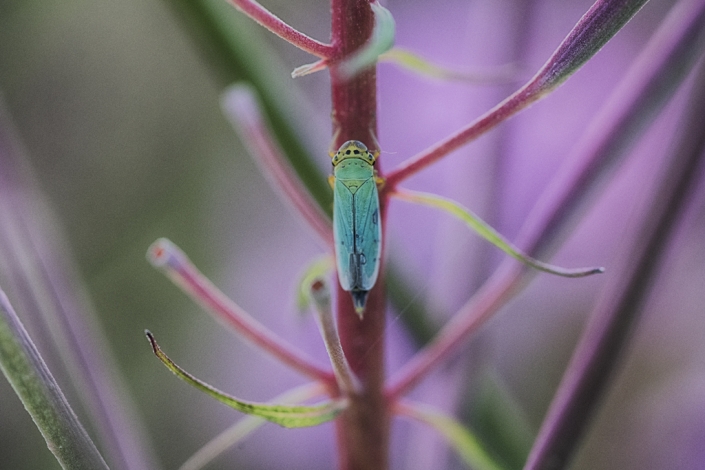 Moerascicade, België
