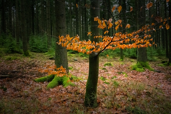 Bos, België