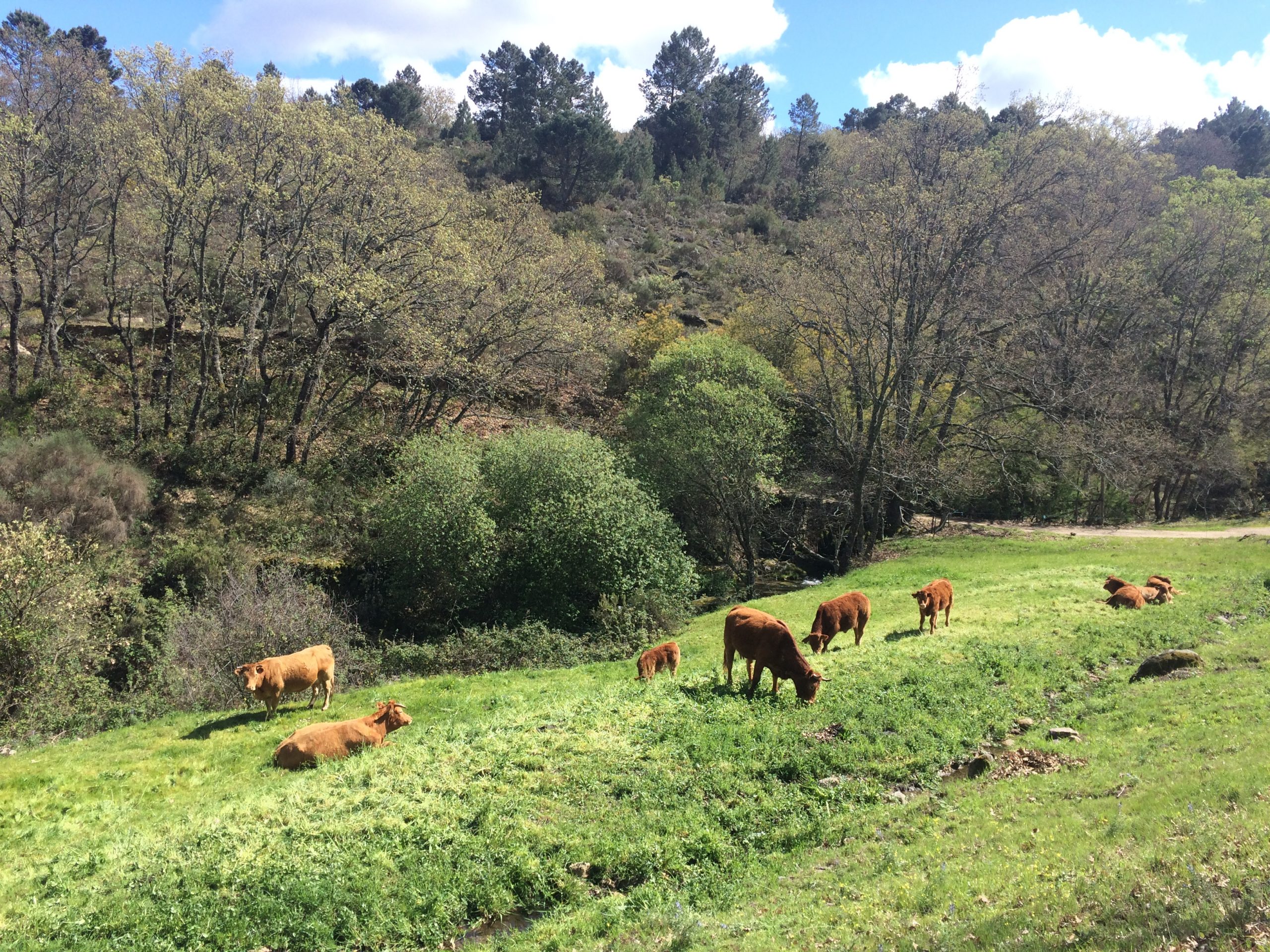 Amazing! The Common Ground Between Herbivores And Carnivores - 03sfzn1
