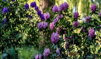Blühender Rhododendron im Rhododendron Park in Bremen.