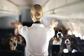 stewardess met honden in de cabine 