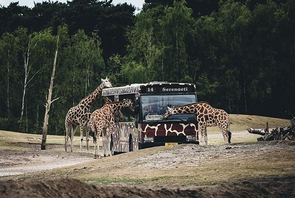 Safaripark Beekse Bergen - Camping de Eekhoorn