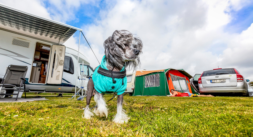 bastad-camping-vastkusten-hund