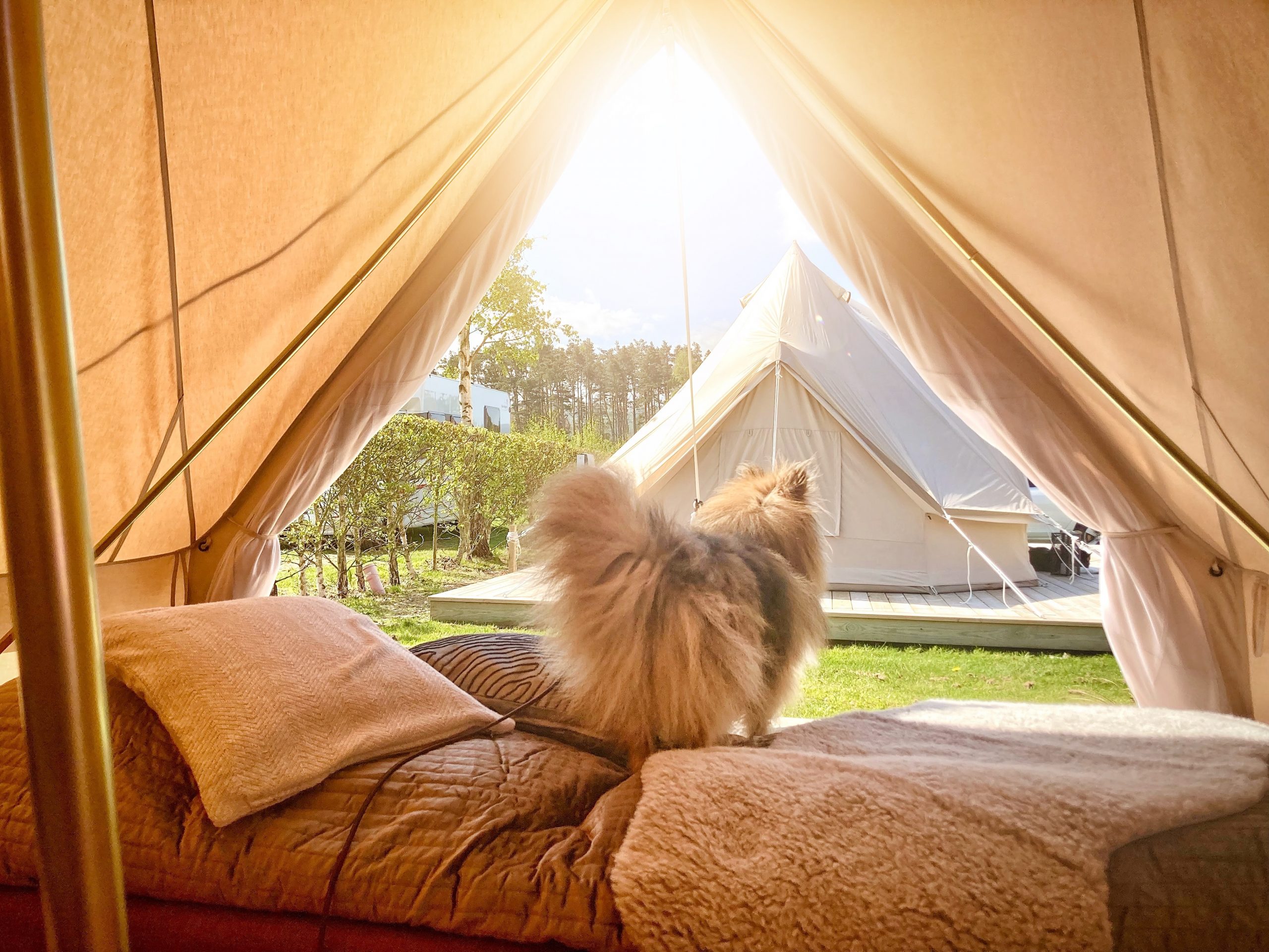 bastad-camping-vastkusten-dog