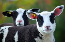 Track Cattle Using RFID Readers